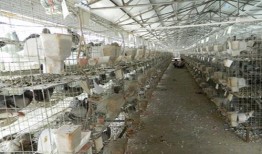 鹏都农牧养殖场最新爆料,揭秘养殖场背后的秘密与挑战